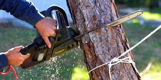 Best Lawn Maintenance Plans  in Aromas, CA