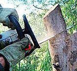 Best Tree and Shrub Care  in Aromas, CA