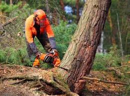 Best Tree Disease Treatment  in Aromas, CA