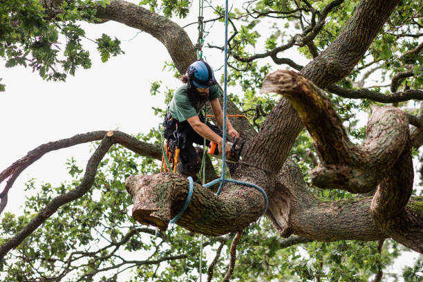 Best Tree Risk Assessment  in Aromas, CA