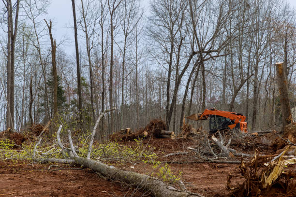 How Our Tree Care Process Works  in  Aromas, CA