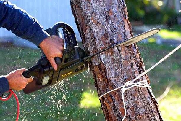 Professional Tree Care in Aromas, CA
