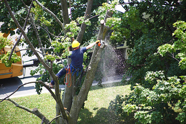 Best Hazardous Tree Removal  in Aromas, CA
