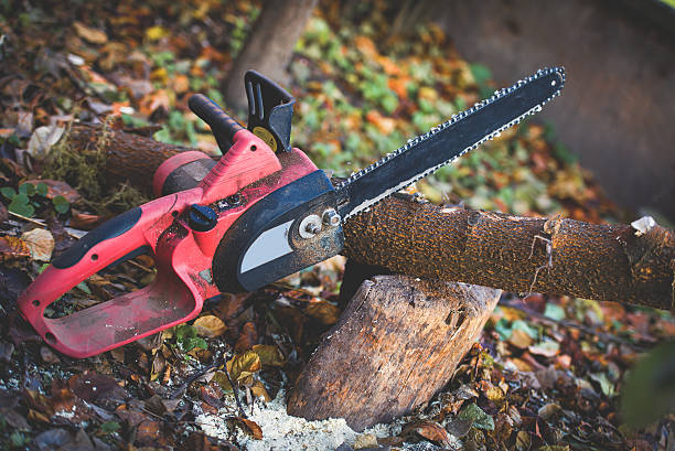 Best Tree Preservation Services  in Aromas, CA
